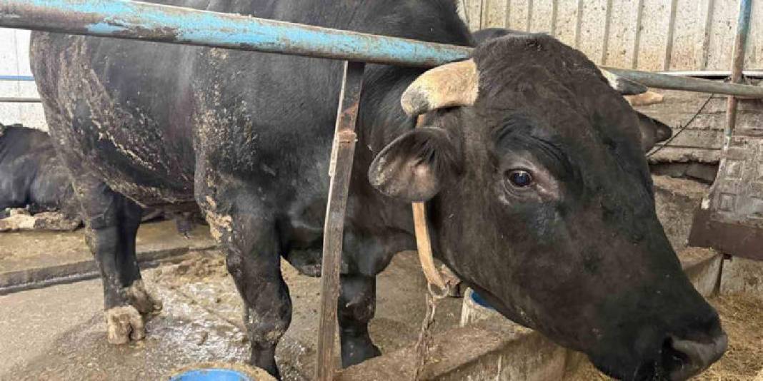 Cüsseleri ve fiyatlarıyla pazarın gözdesi oldular: Tonluk tosunlar özel programlarla besleniyor 2